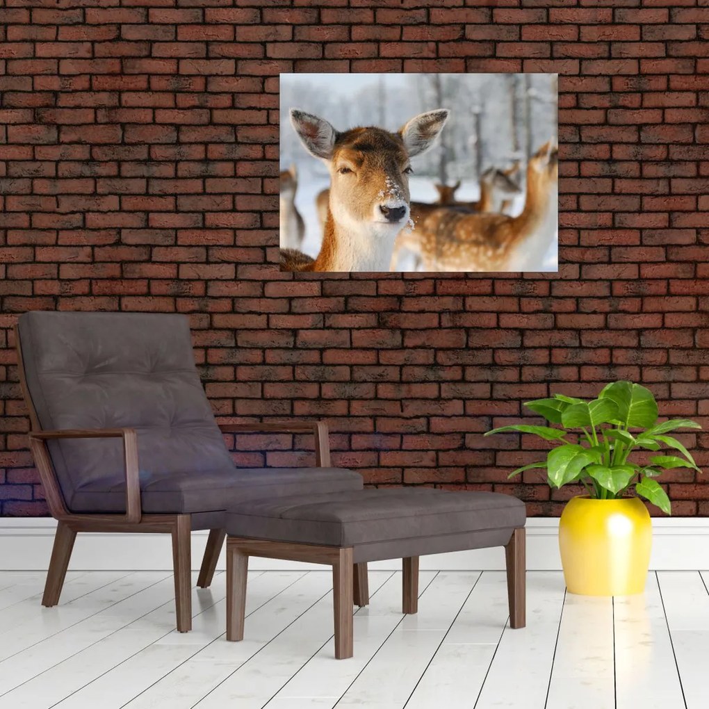 Obraz - Jelonki (70x50 cm)