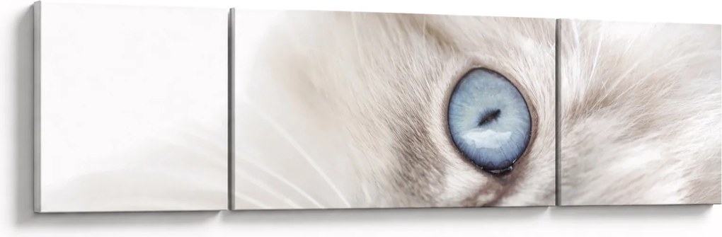 Obraz - Kot z niebieskimi oczami (170x50 cm)