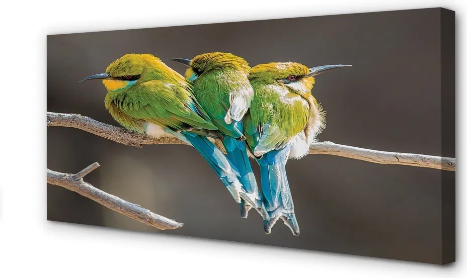 Zdjęcie na płótnie Dwa Ptaki na Gałęzi