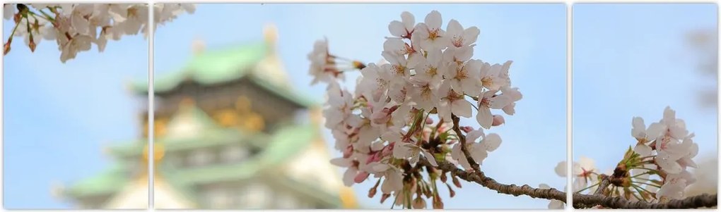 Obraz - Sakura (170x50 cm)