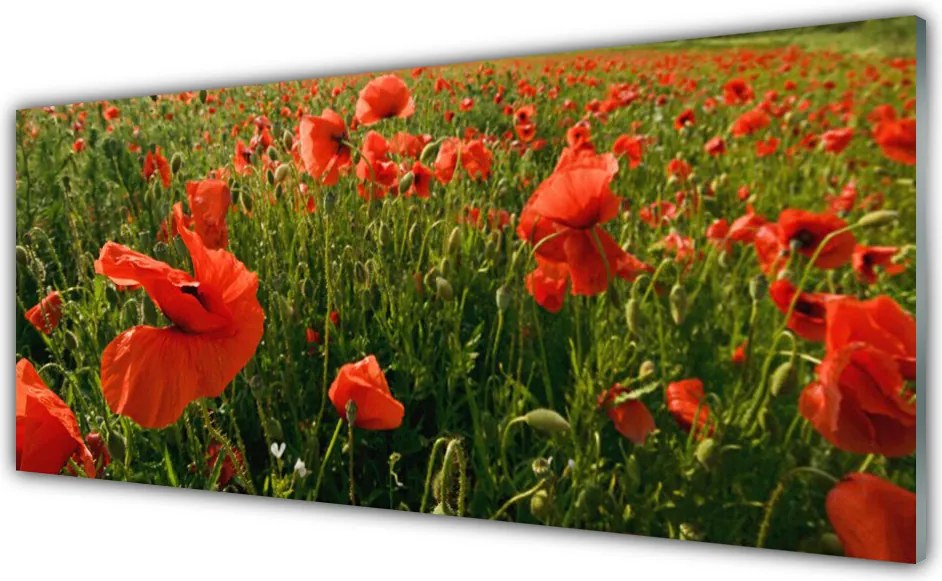 Panel Szklany Maki w Porannej Rosie