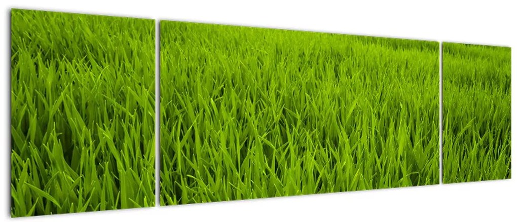 Obraz trawy (170x50 cm)