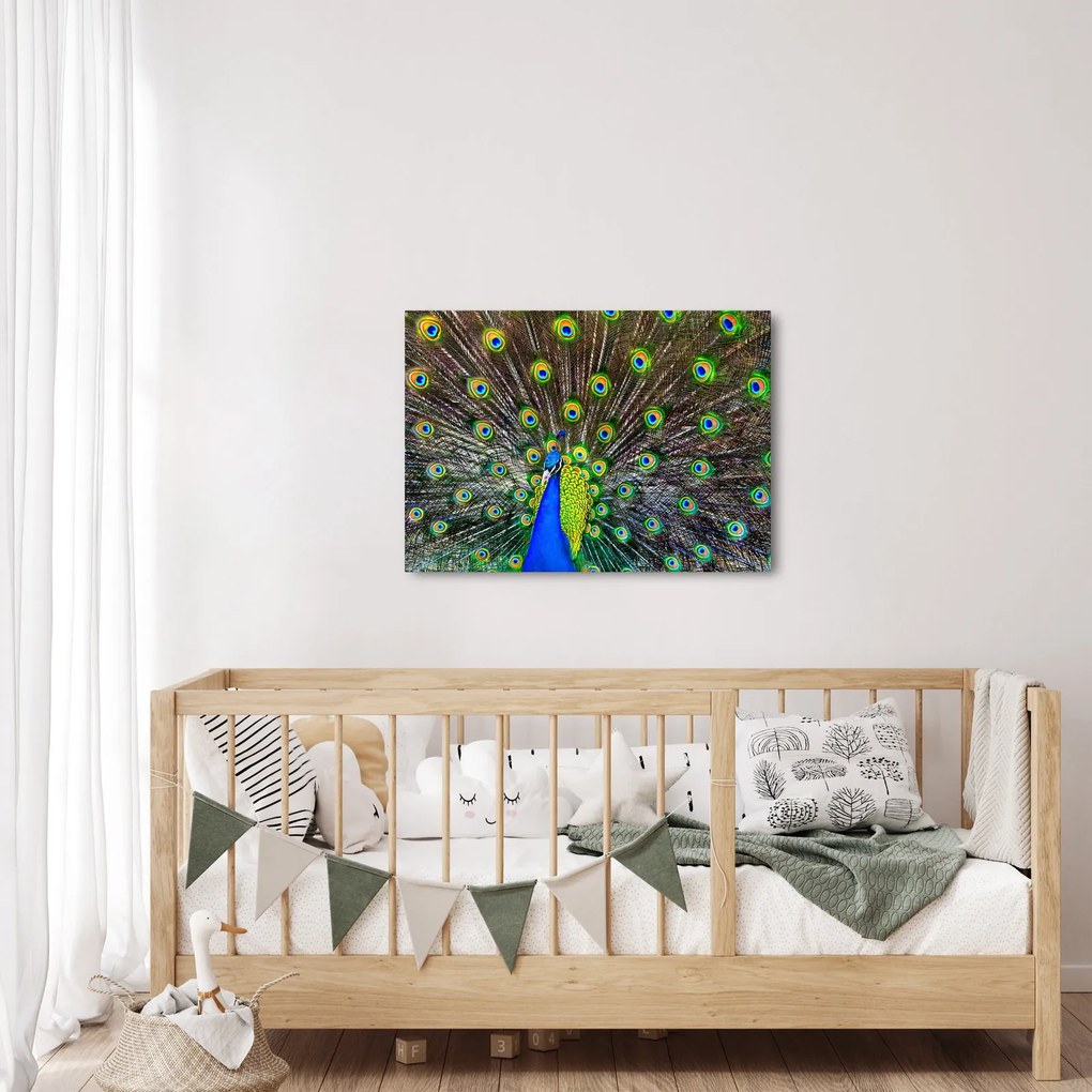 Obraz - Paw (70x50 cm)