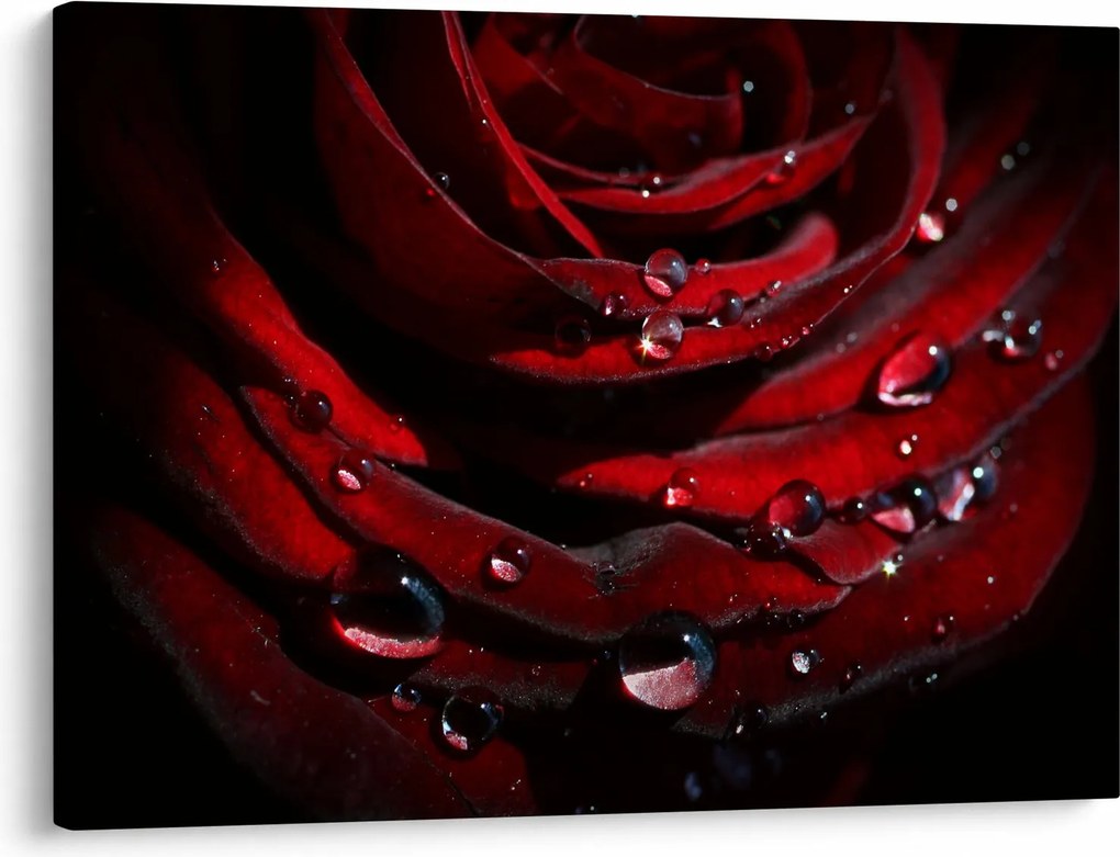 Obraz - Detal róży (70x50 cm)