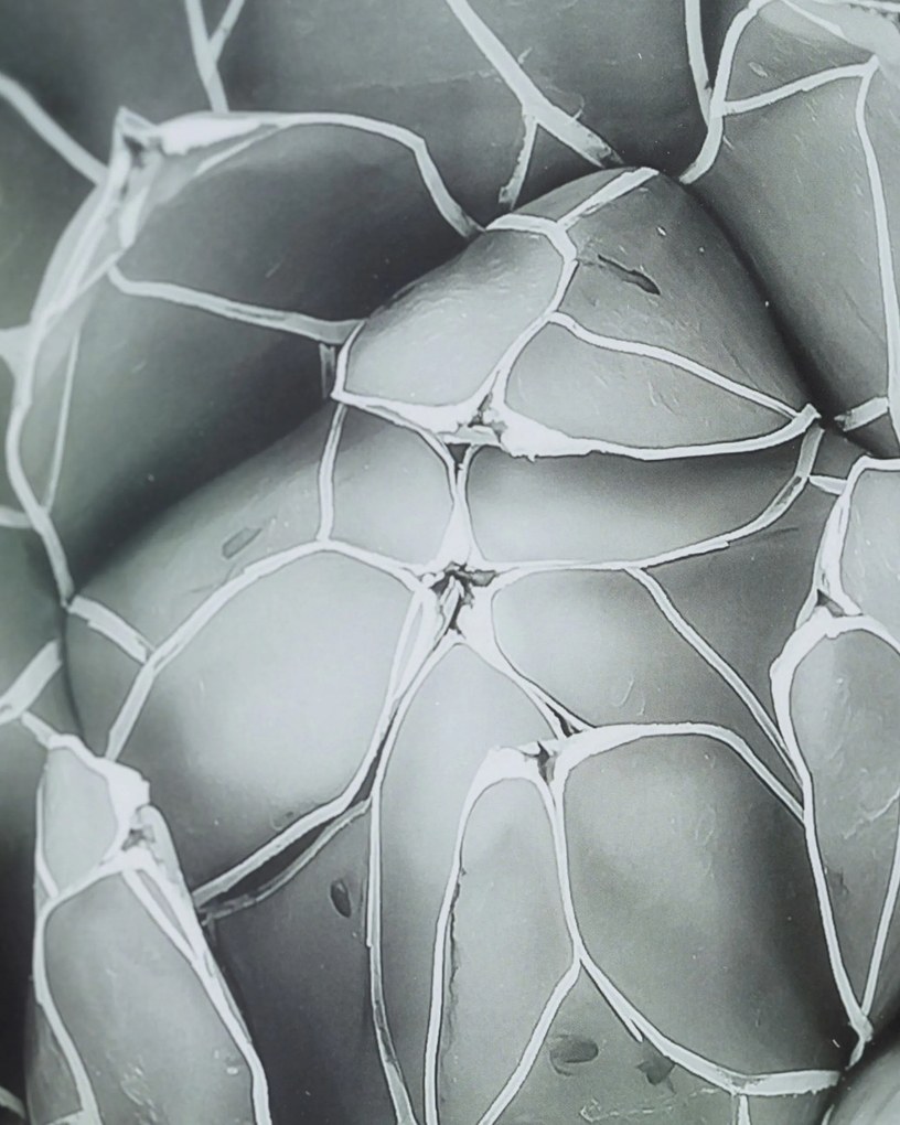 Obraz Succulents II 40x50cm