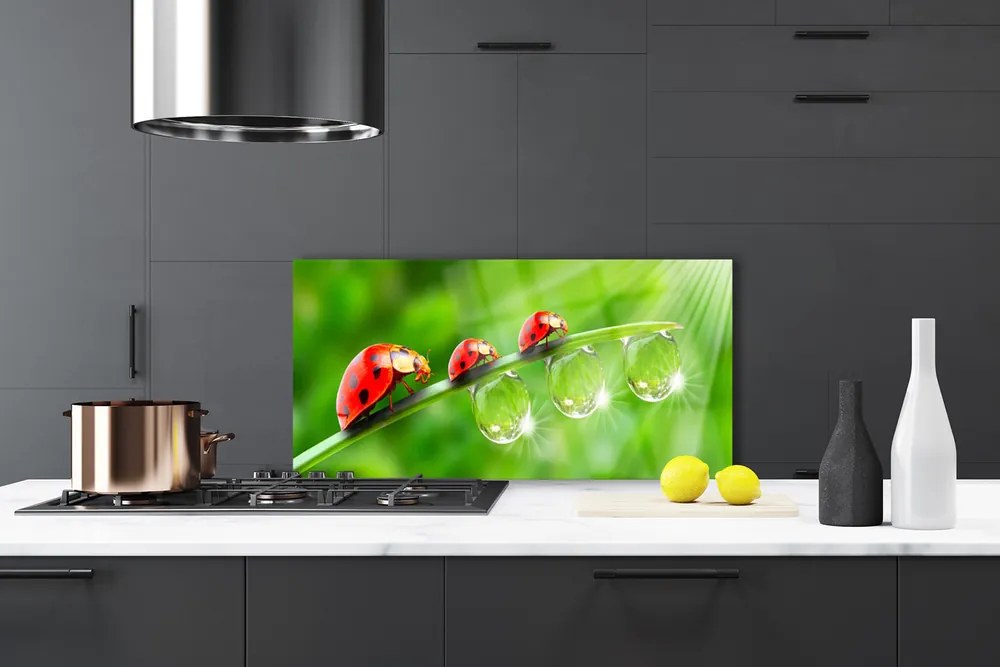 Panel Szklany Biedronki w Porannej Rosie