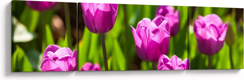 Obraz tulipanów na łące (170x50 cm)