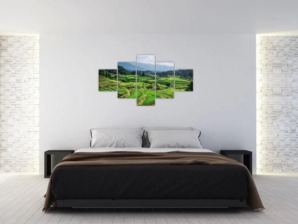 Obraz pól ryżowych (125x70 cm)