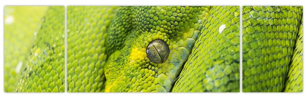 Obraz węża (170x50 cm)