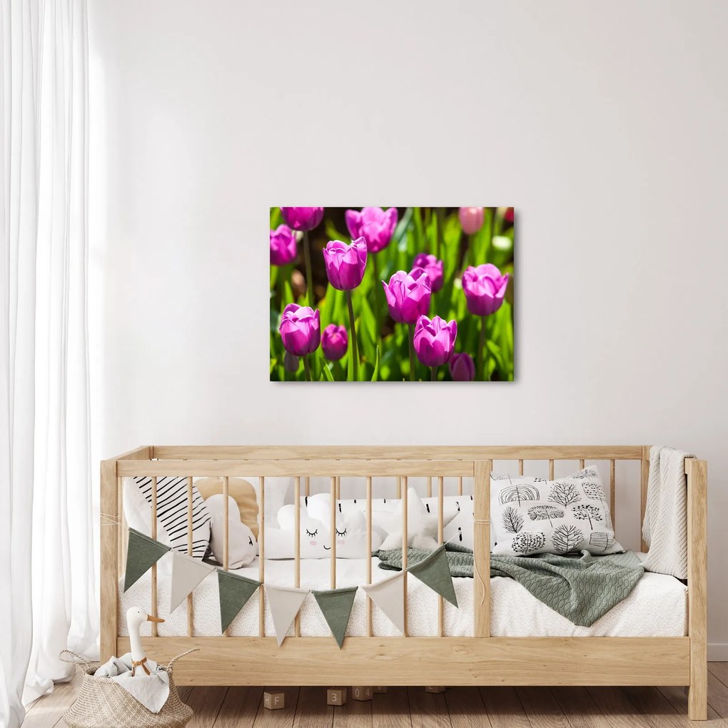 Obraz tulipanów na łące (70x50 cm)