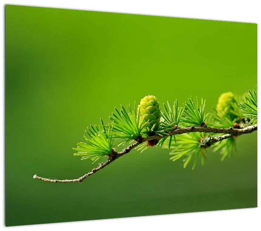 Obraz zielonej szyszki (70x50 cm)