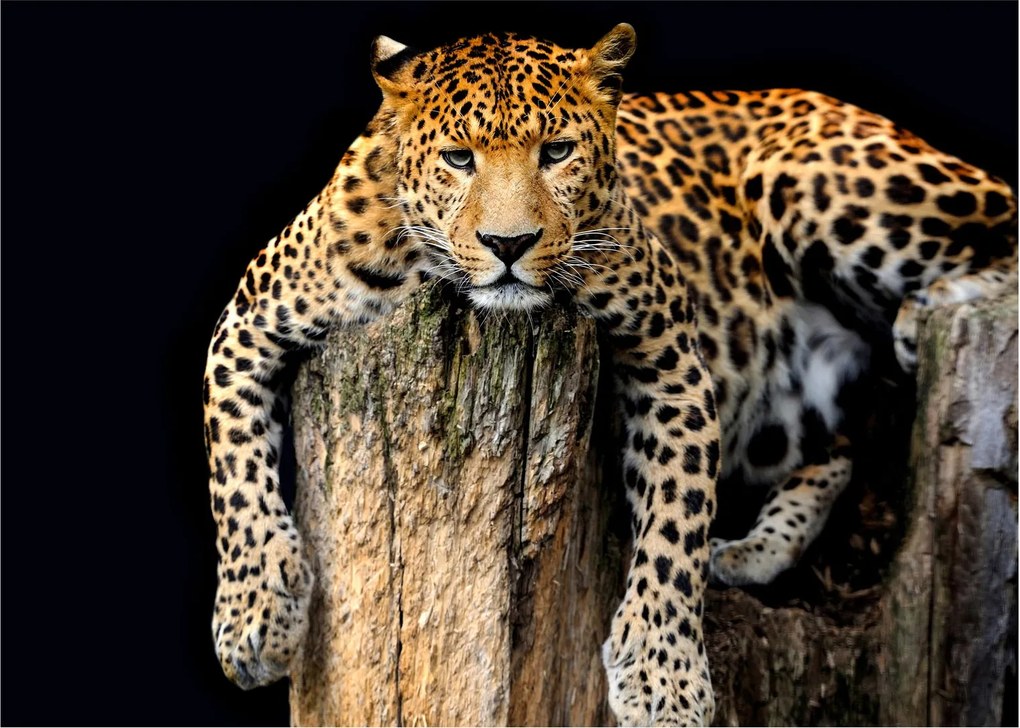 Obraz na szkle - Gepard (70x50 cm)