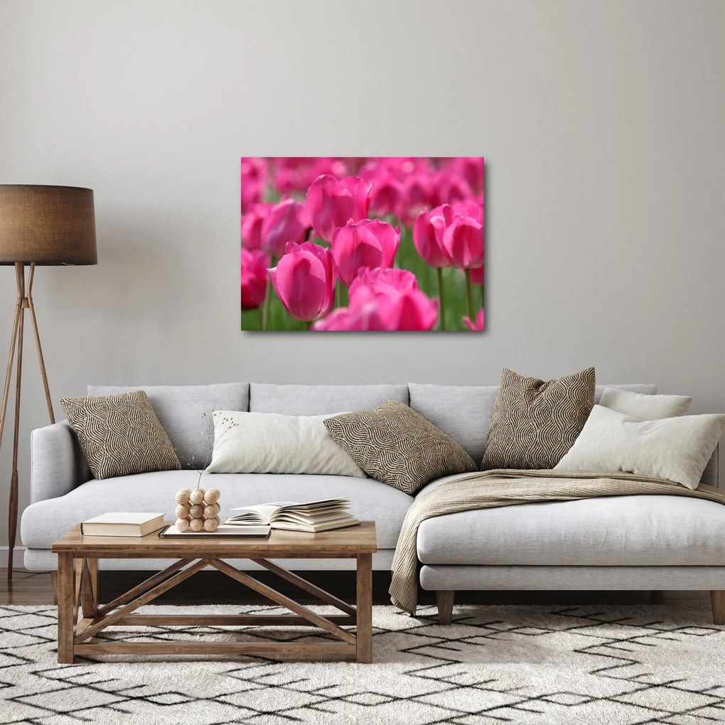 Obraz - Różowe tulipany (70x50 cm)