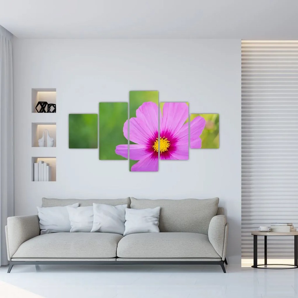 Obraz - polny kwiat (125x70 cm)