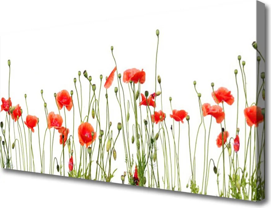 Obraz canvas Maki o Poranku