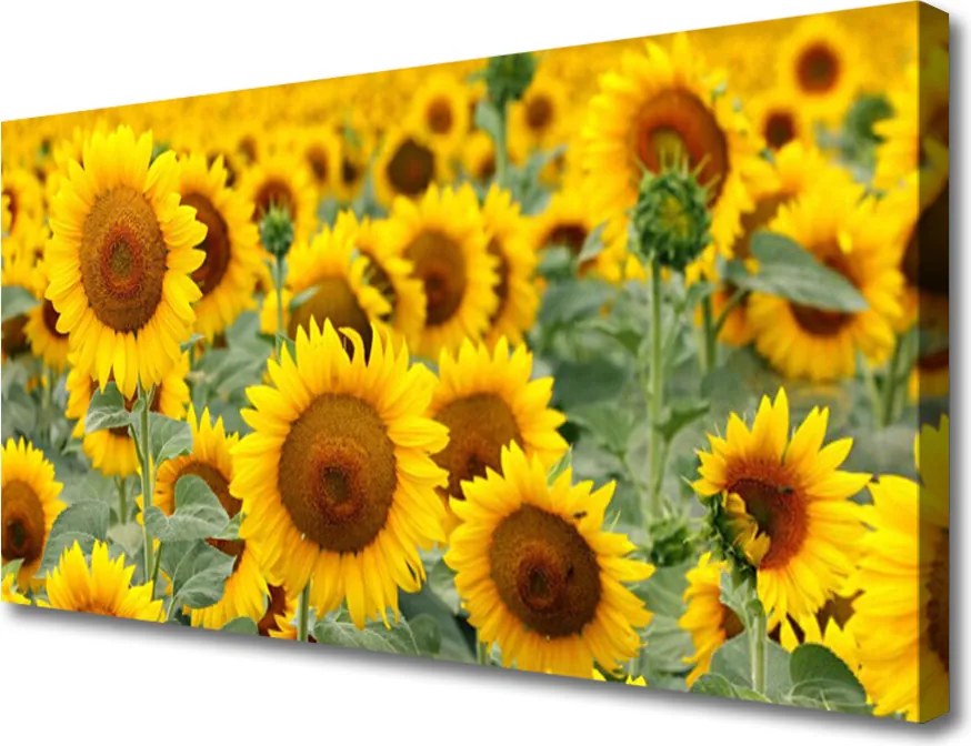 Obraz canvas Złociste Słoneczniki