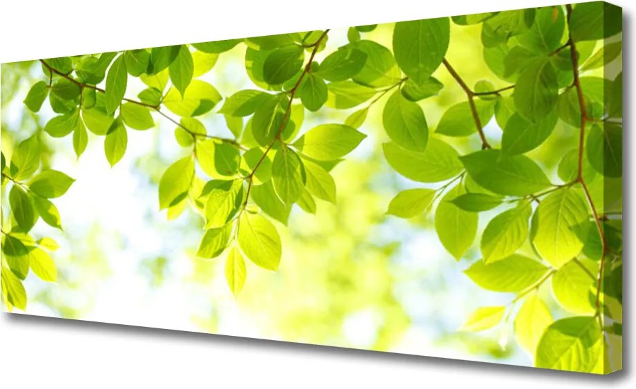 Obraz na płótnie Świeże Zielone Liście