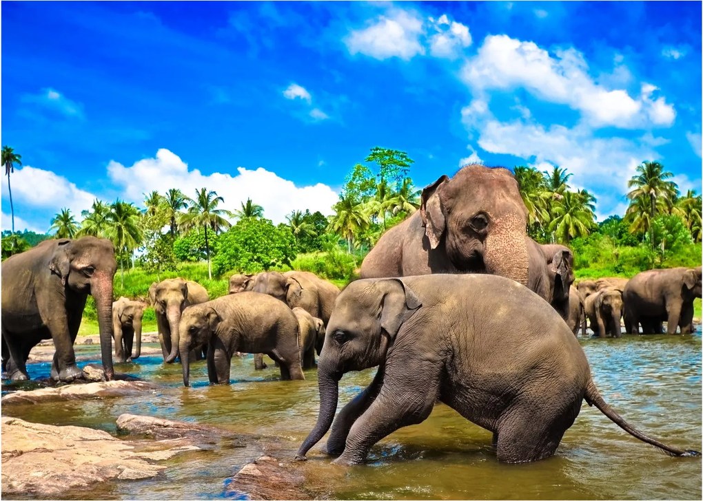 Obraz na szkle - Słonie, Sri Lanka (70x50 cm)