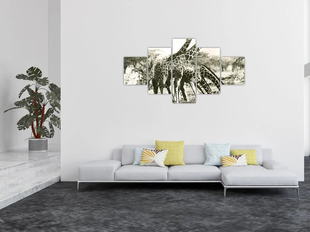 Obraz - Żyrafy, vintage (125x70 cm)