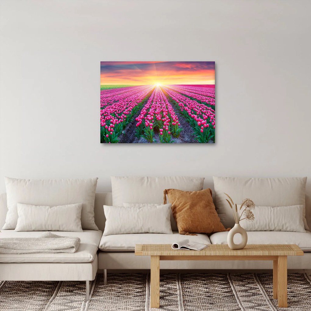 Obraz pole tulipanów ze słońcem (70x50 cm)
