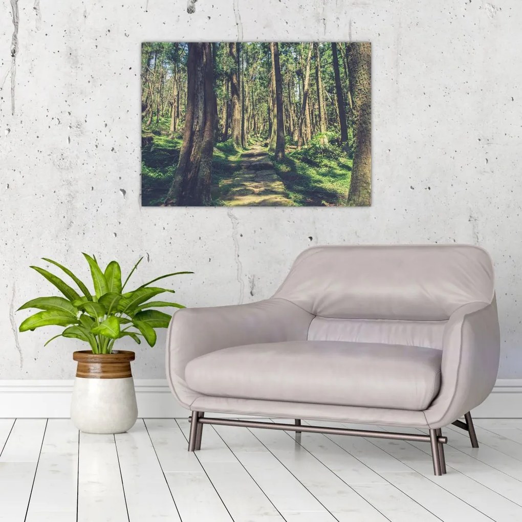 Obraz na szkle ścieżki pomiędzy drzewami (70x50 cm)