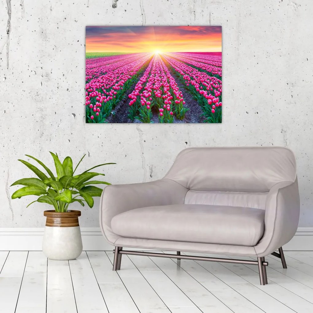 Obraz pole tulipanów ze słońcem (70x50 cm)