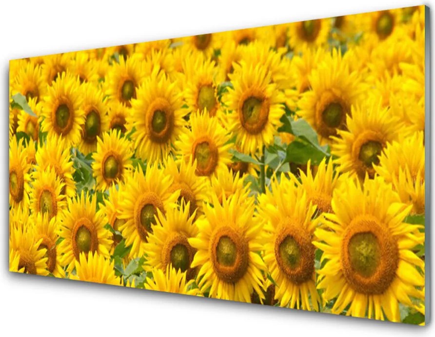 Panel Kuchenny Słonecznik W Pełnym Słońcu