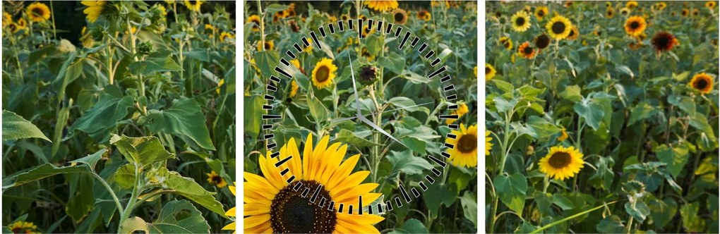 Obraz - Sunflower Field II. (z zegarem) (90x30 cm)