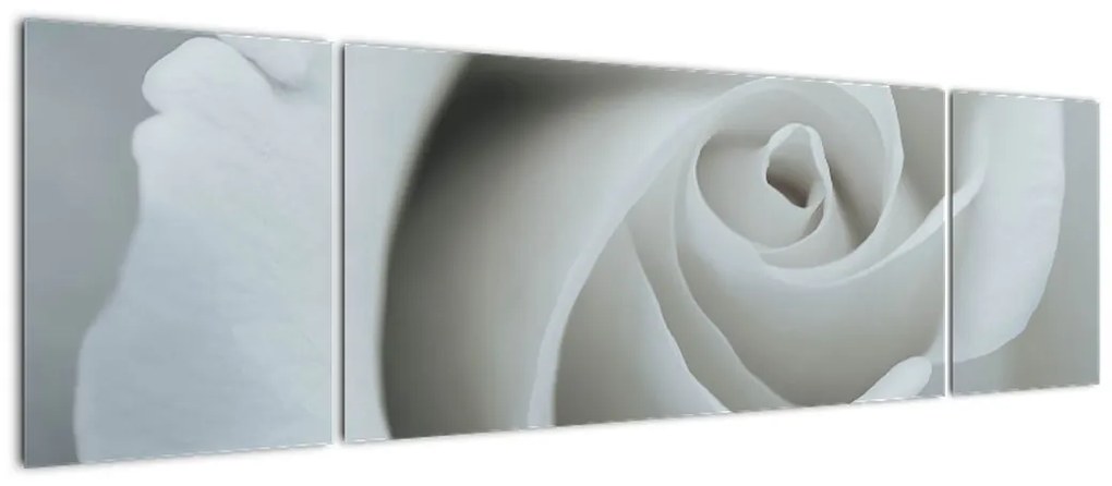 Obraz - Biała róża (170x50 cm)