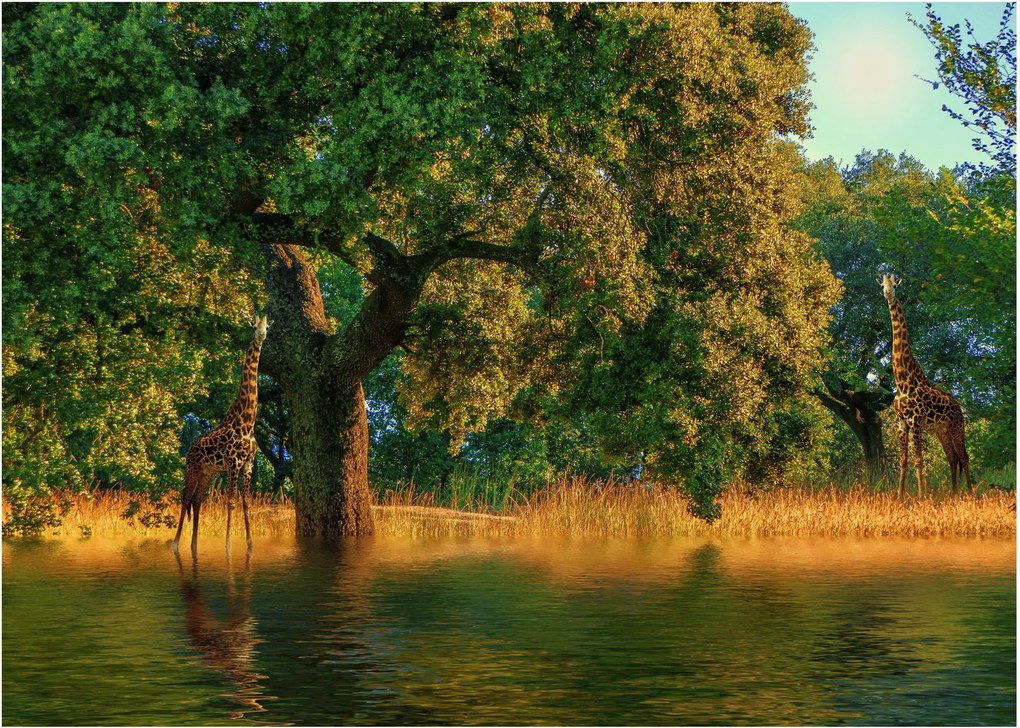 Obraz na szkle - żyrafy w naturze (70x50 cm)
