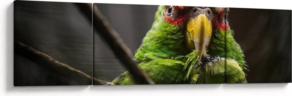 Obraz papugi (170x50 cm)