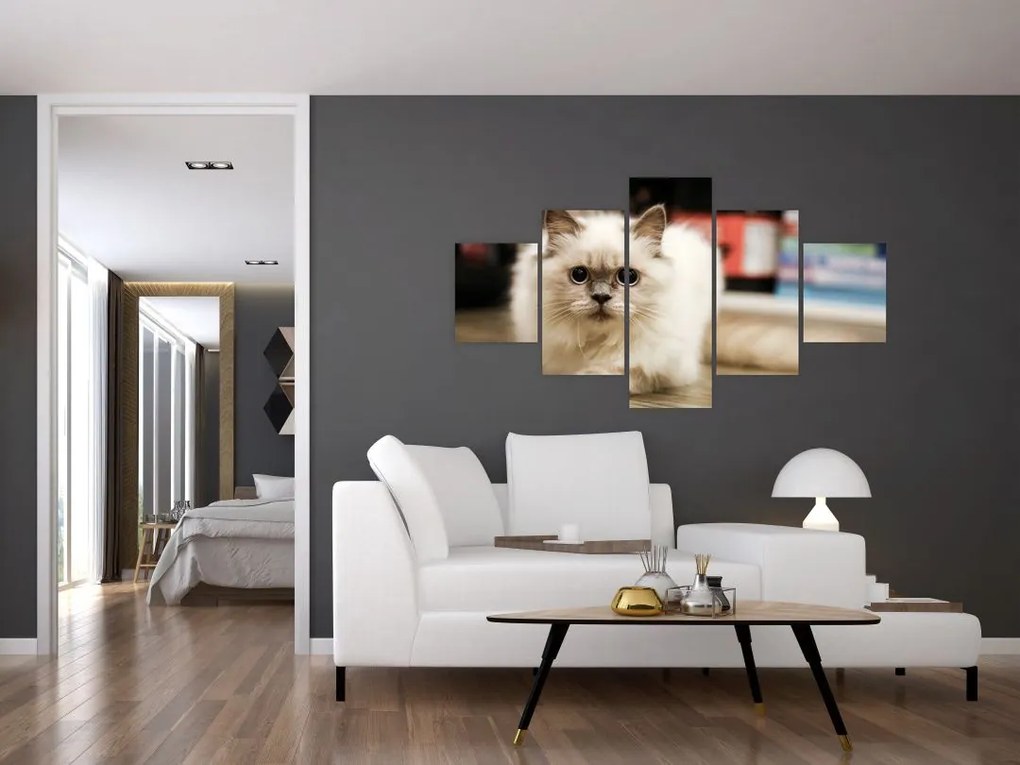 Obraz białego kota (125x70 cm)
