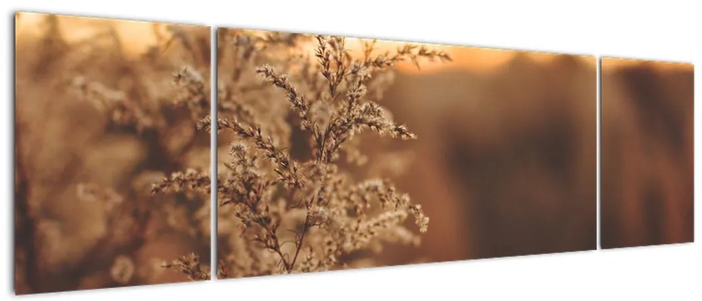 Obraz kwitnącej trawy (170x50 cm)