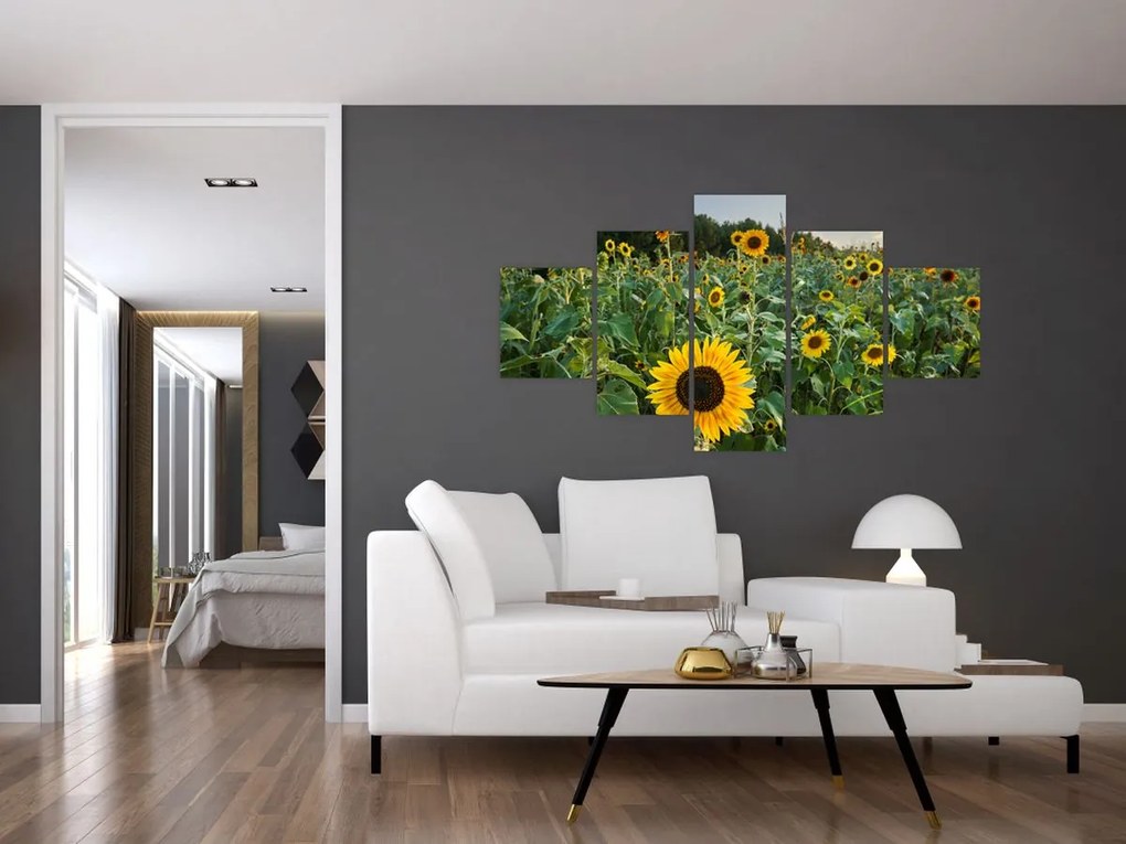Obraz - Sunflower Field II. (125x70 cm)