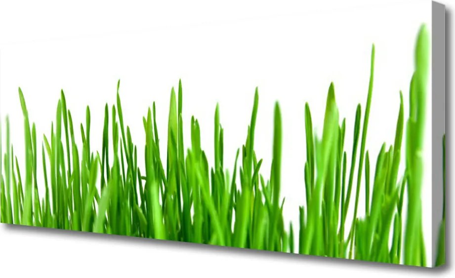 Fotoobraz na płótnie Polna Trawa o Złotej Godzinie