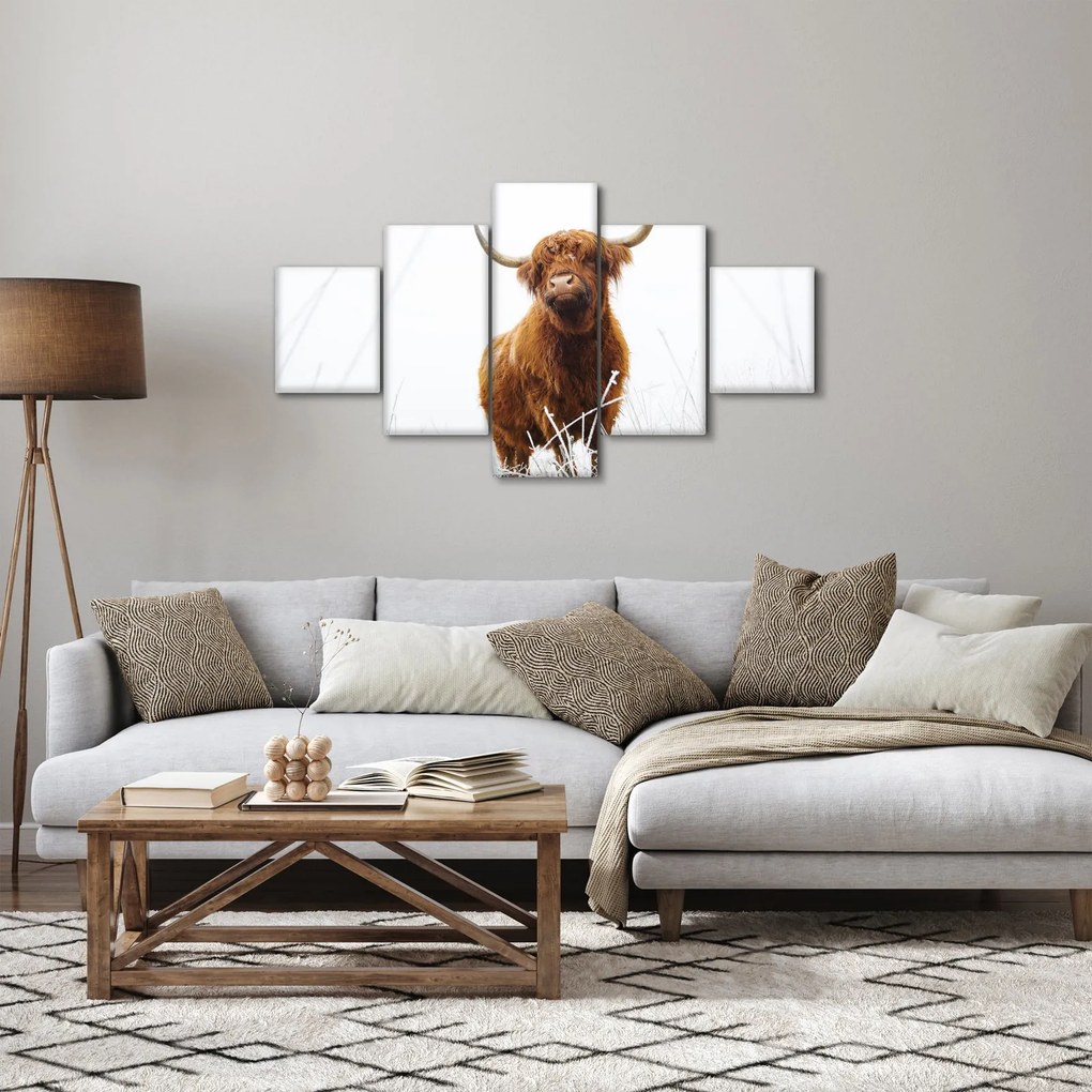 Obraz - Szkocka krowa (125x70 cm)