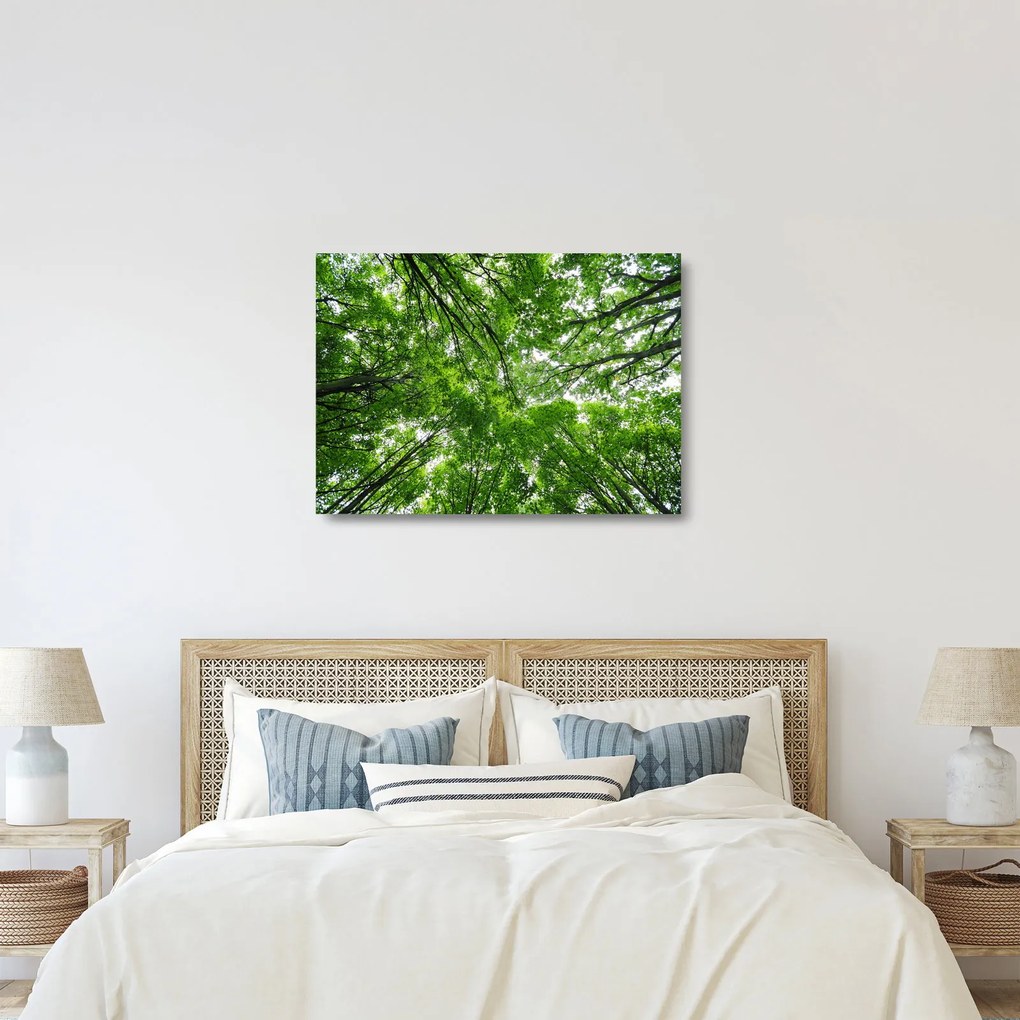 Obraz na szkle - Widok do korony drzewa (70x50 cm)