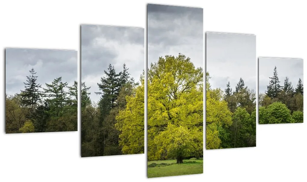 Obraz zielonego drzewa na środku pola (125x70 cm)