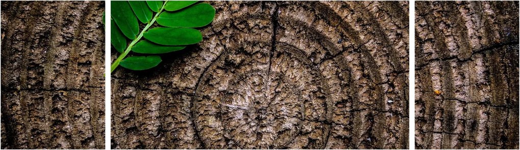 Obraz liścia na pniu drzewa (170x50 cm)