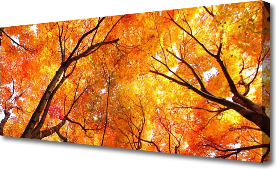 Obraz na płótnie Gęsty Las Liściasty