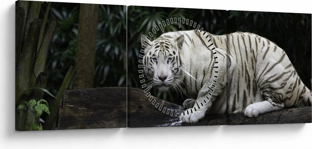 Obraz - Tygrys albinos (z zegarem) (90x30 cm)