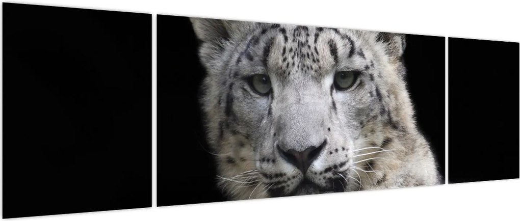 Obraz - Snow Leopard (170x50 cm)