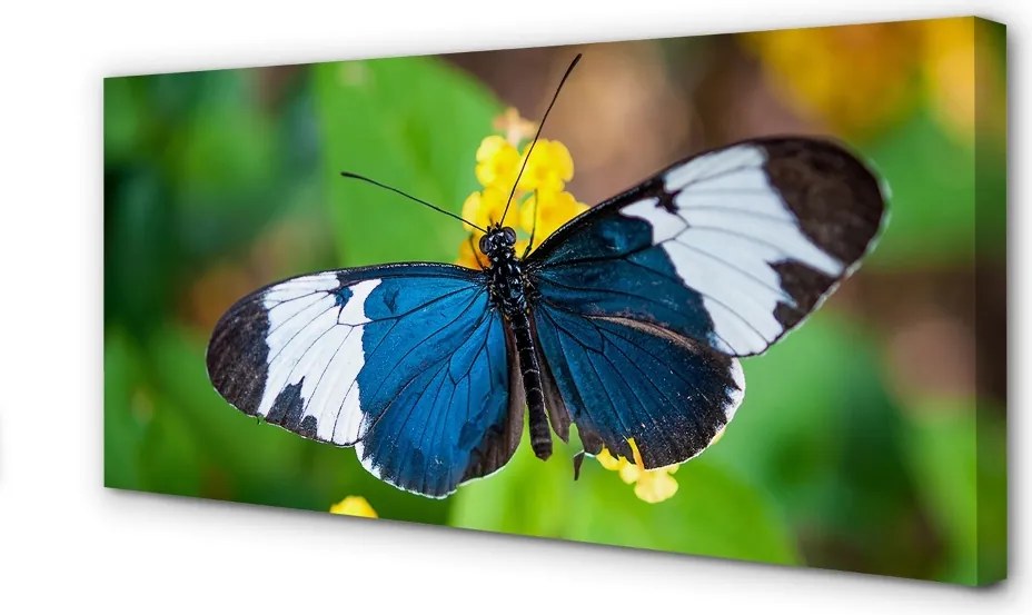 Obraz drukowany na płótnie Kolorowy Motyl na Kwiecie