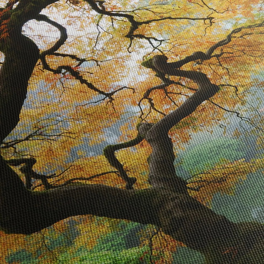 Obraz żółtego klonu japońskiego, Portland, Oregon (125x70 cm)