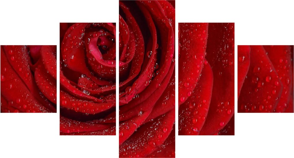Obraz - szczegół róży (125x70 cm)