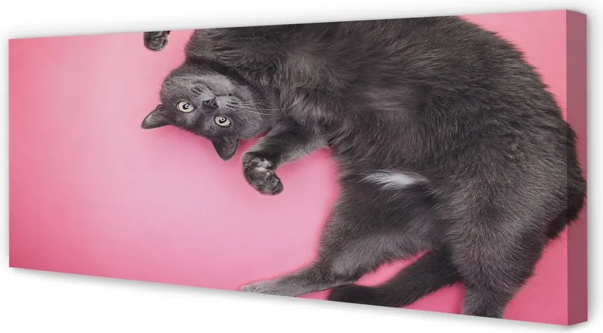 Zdjęcie na płótnie Leniwe Popołudnie Kota