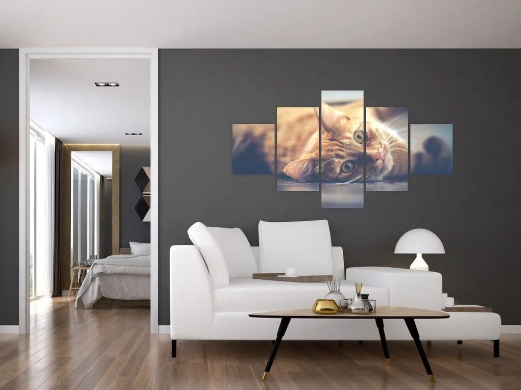 Obraz kota na podłodze (125x70 cm)