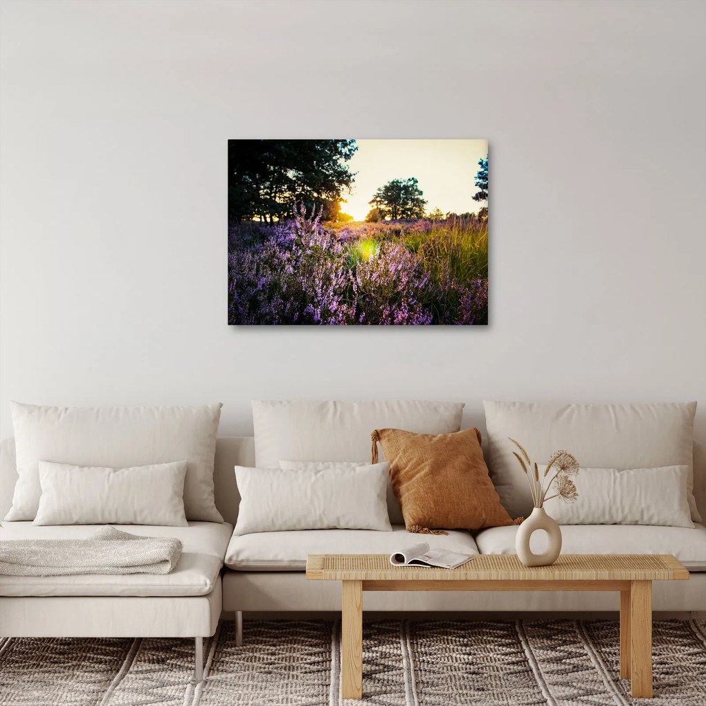 Obraz pola lawendy (70x50 cm)