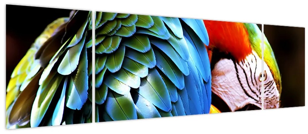 Obraz - Papuga (170x50 cm)