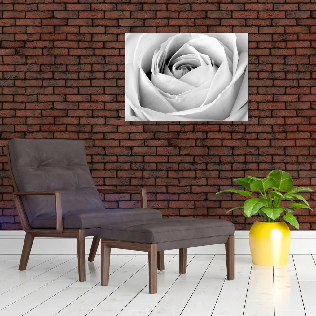 Obraz na szkle - Detal kwiatu róży (70x50 cm)